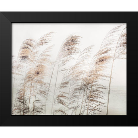 Delicate Pampas Black Modern Wood Framed Art Print by Weisz, Irene