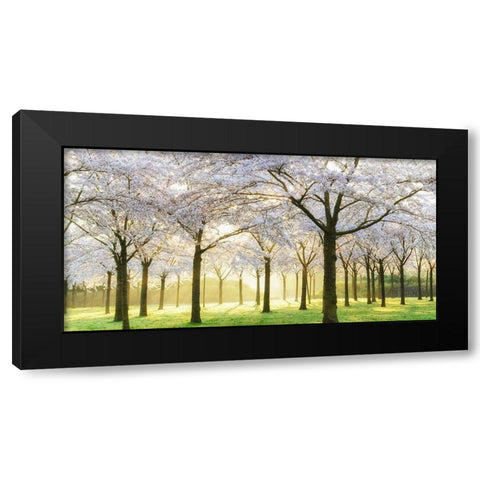 Bridal Trees Black Modern Wood Framed Art Print by Van de Goor, Lars