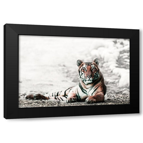 Jungle Bengal Black Modern Wood Framed Art Print with Double Matting by Rajput, Jagdeep