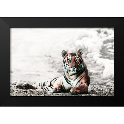Jungle Bengal Black Modern Wood Framed Art Print by Rajput, Jagdeep