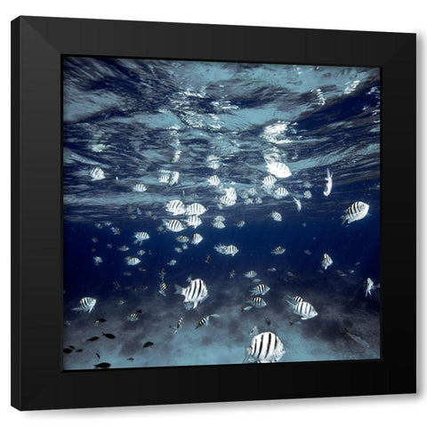 Indigo School Black Modern Wood Framed Art Print with Double Matting by White, James