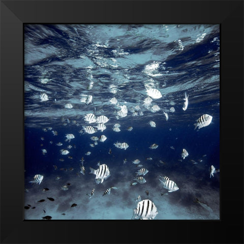 Indigo School Black Modern Wood Framed Art Print by White, James