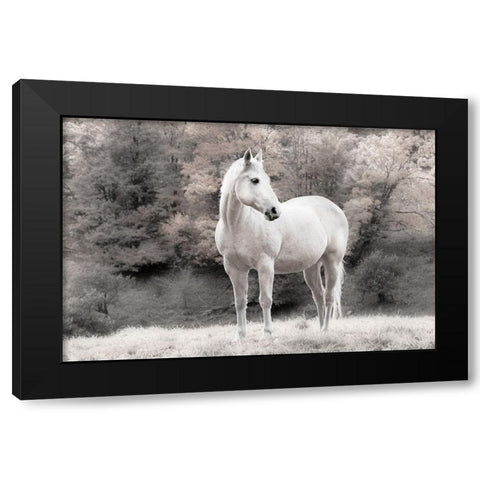 White Mare Black Modern Wood Framed Art Print by Jannsen, Brian