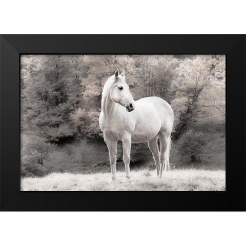 White Mare Black Modern Wood Framed Art Print by Jannsen, Brian