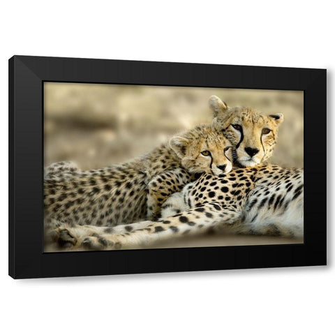 Kenya Cub Black Modern Wood Framed Art Print with Double Matting by Delimont, Danita