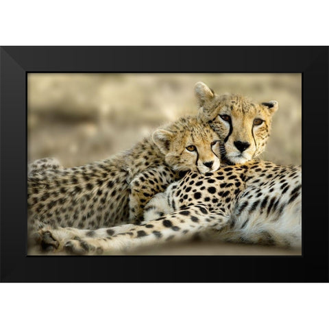 Kenya Cub Black Modern Wood Framed Art Print by Delimont, Danita