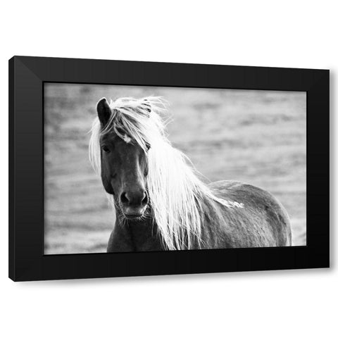 Islandic Horse Black Modern Wood Framed Art Print with Double Matting by Loeken, Joan