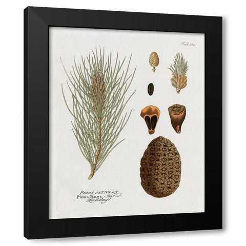 Botanical Pine Black Modern Wood Framed Art Print with Double Matting by Donovan, Kelly