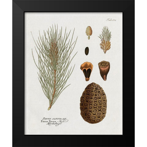 Botanical Pine Black Modern Wood Framed Art Print by Donovan, Kelly
