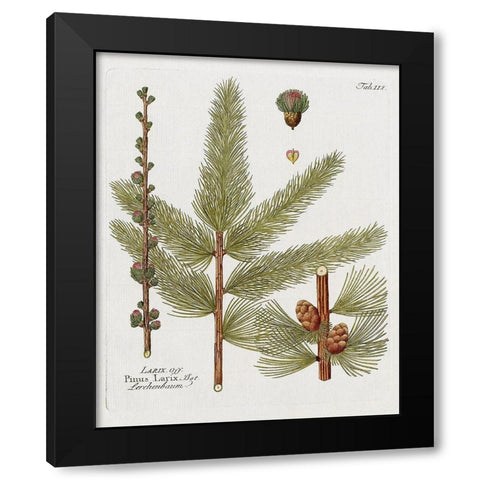 Botanical Larch Black Modern Wood Framed Art Print by Donovan, Kelly