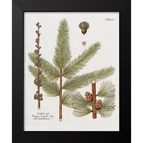 Botanical Larch Black Modern Wood Framed Art Print by Donovan, Kelly