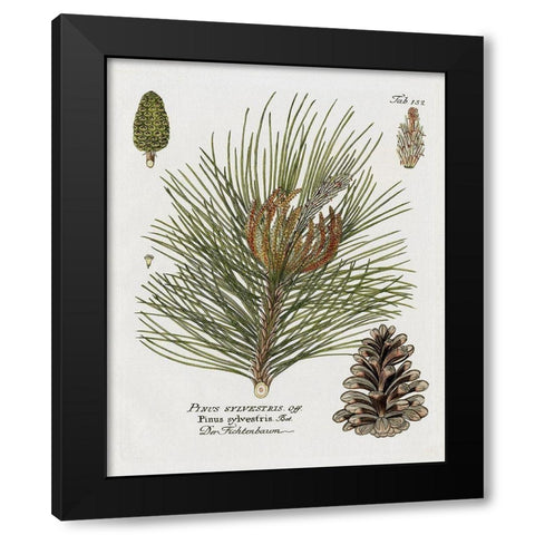 Botanical Spruce Black Modern Wood Framed Art Print with Double Matting by Donovan, Kelly