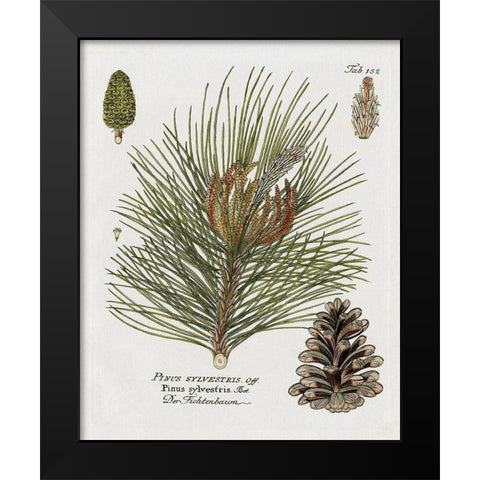 Botanical Spruce Black Modern Wood Framed Art Print by Donovan, Kelly