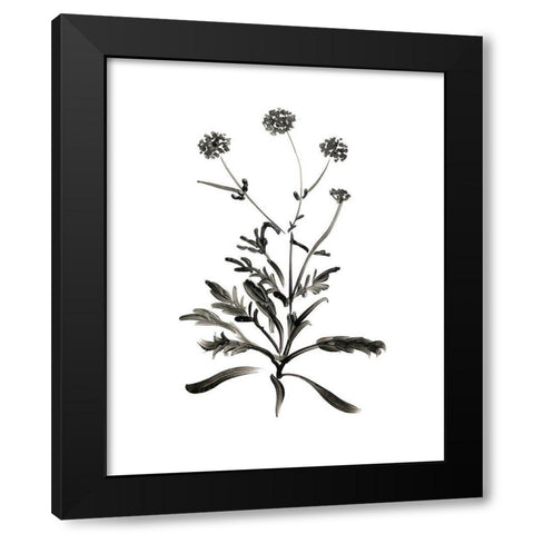 Inky Botanical I Black Modern Wood Framed Art Print by Donovan, Kelly