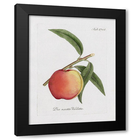 Peachy Keen I Black Modern Wood Framed Art Print with Double Matting by Donovan, Kelly