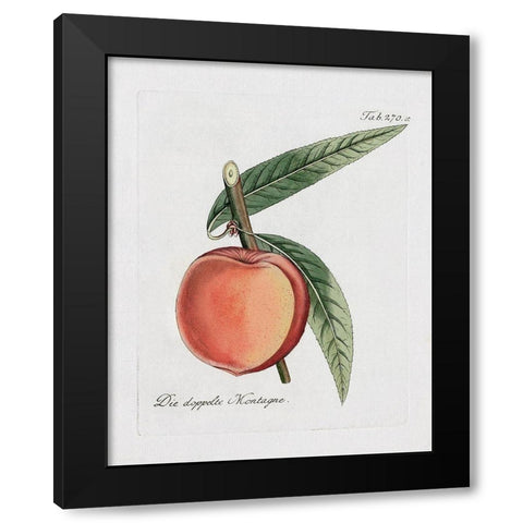 Peachy Keen II Black Modern Wood Framed Art Print with Double Matting by Donovan, Kelly