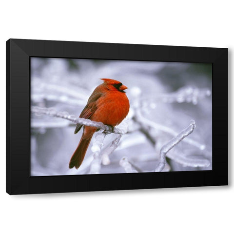 Winter Cardinal Black Modern Wood Framed Art Print with Double Matting by Delimont, Danita