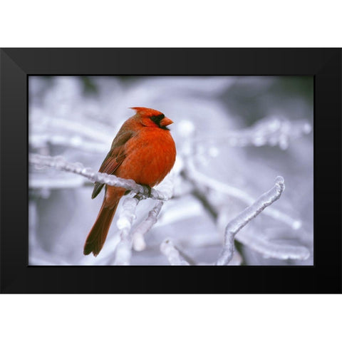 Winter Cardinal Black Modern Wood Framed Art Print by Delimont, Danita