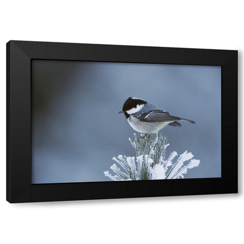 Snowy Pine Black Modern Wood Framed Art Print by Delimont, Danita