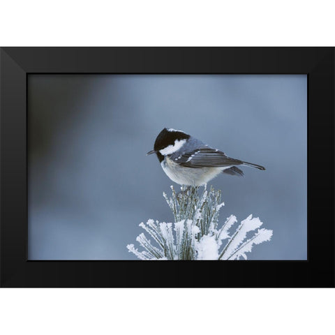 Snowy Pine Black Modern Wood Framed Art Print by Delimont, Danita