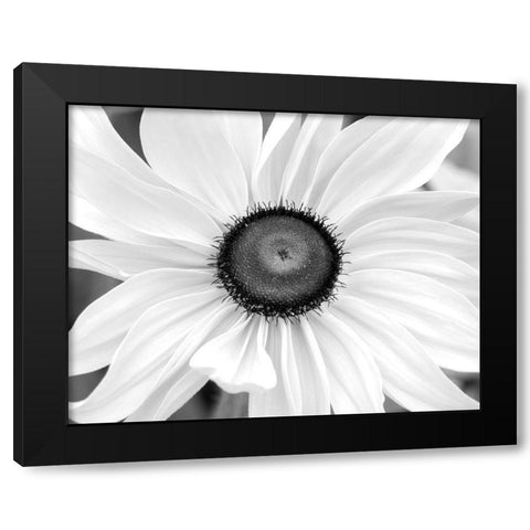 Blooming Sunshine Black Modern Wood Framed Art Print by Delimont, Danita