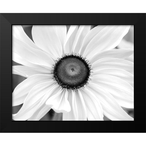 Blooming Sunshine Black Modern Wood Framed Art Print by Delimont, Danita
