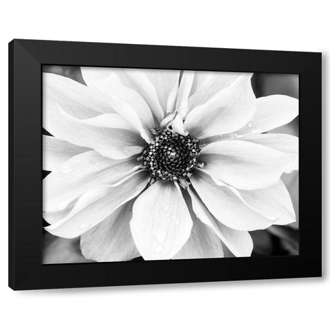 Hello Daisy Black Modern Wood Framed Art Print with Double Matting by Delimont, Danita