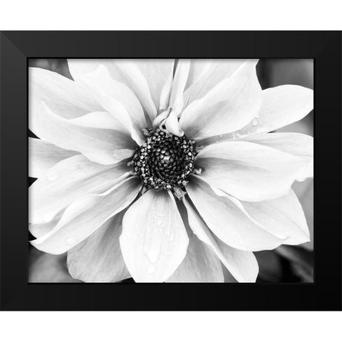 Hello Daisy Black Modern Wood Framed Art Print by Delimont, Danita