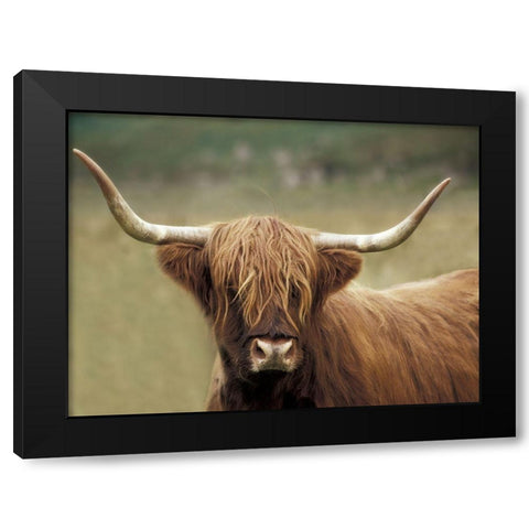 Highland Afternoon Black Modern Wood Framed Art Print with Double Matting by Delimont, Danita