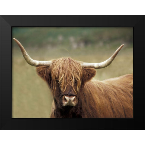Highland Afternoon Black Modern Wood Framed Art Print by Delimont, Danita
