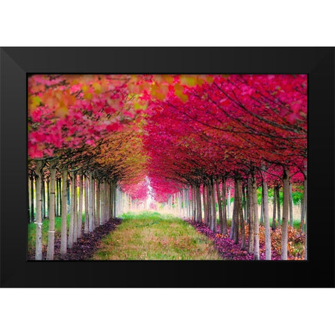 Forest Magic Black Modern Wood Framed Art Print by Delimont, Danita
