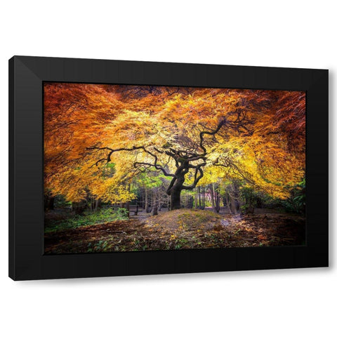 Hidden Jewel Black Modern Wood Framed Art Print with Double Matting by Delimont, Danita