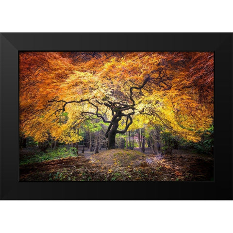 Hidden Jewel Black Modern Wood Framed Art Print by Delimont, Danita