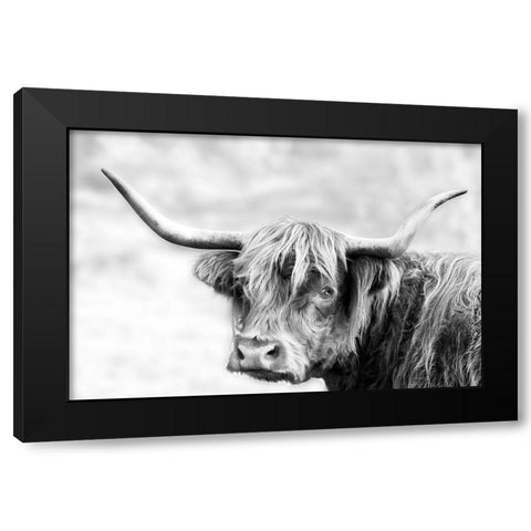 Hairy Highland Hazy Day Black Modern Wood Framed Art Print with Double Matting by Delimont, Danita