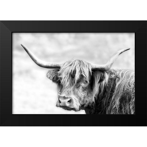 Hairy Highland Hazy Day Black Modern Wood Framed Art Print by Delimont, Danita