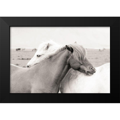 Icelandic Meadow Horses Black Modern Wood Framed Art Print by Delimont, Danita