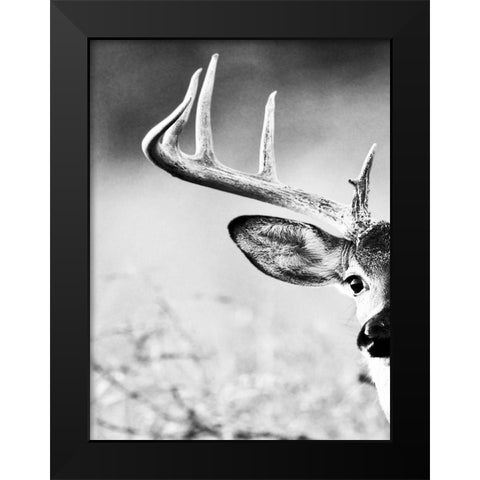 White Tailed Antlers Black Modern Wood Framed Art Print by Delimont, Danita
