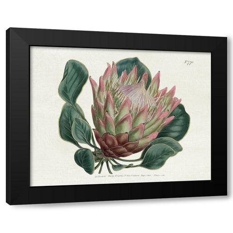 Protea N70 Black Modern Wood Framed Art Print with Double Matting by Donovan, Kelly