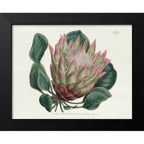 Protea N70 Black Modern Wood Framed Art Print by Donovan, Kelly