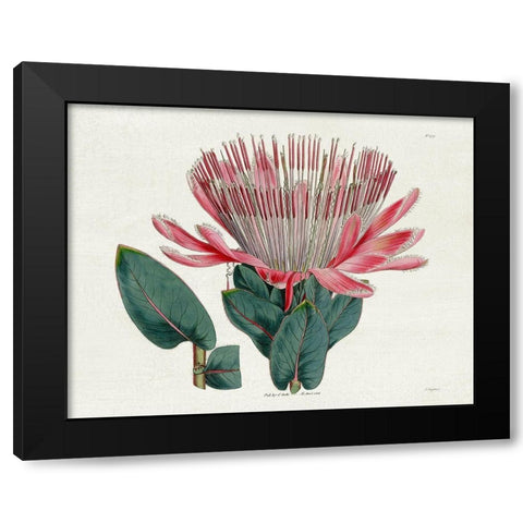 Protea N17 Black Modern Wood Framed Art Print with Double Matting by Donovan, Kelly