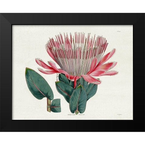 Protea N17 Black Modern Wood Framed Art Print by Donovan, Kelly