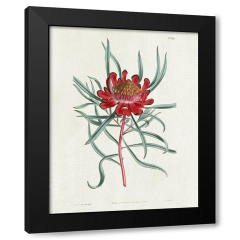 Protea N94 Black Modern Wood Framed Art Print with Double Matting by Donovan, Kelly