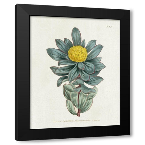 Protea N78 Black Modern Wood Framed Art Print with Double Matting by Donovan, Kelly