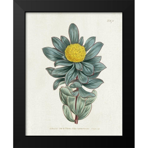 Protea N78 Black Modern Wood Framed Art Print by Donovan, Kelly