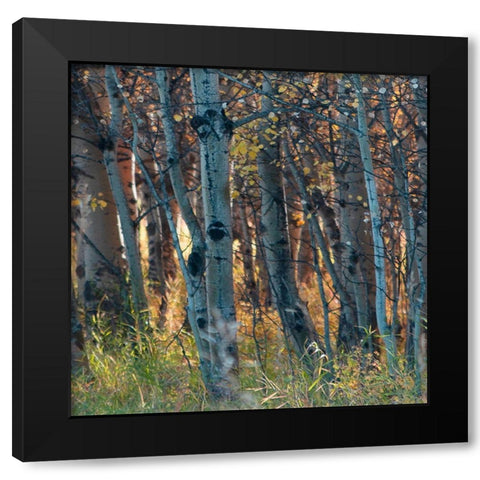 Fall Birch I Black Modern Wood Framed Art Print with Double Matting by Robinson, Carol