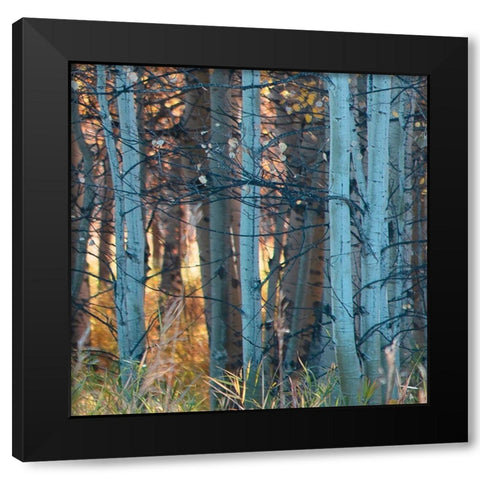 Fall Birch II Black Modern Wood Framed Art Print with Double Matting by Robinson, Carol
