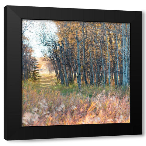 Sunlit Pathway Black Modern Wood Framed Art Print with Double Matting by Robinson, Carol