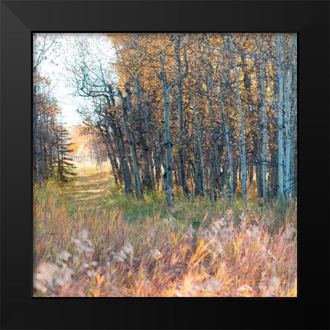 Sunlit Pathway Black Modern Wood Framed Art Print by Robinson, Carol