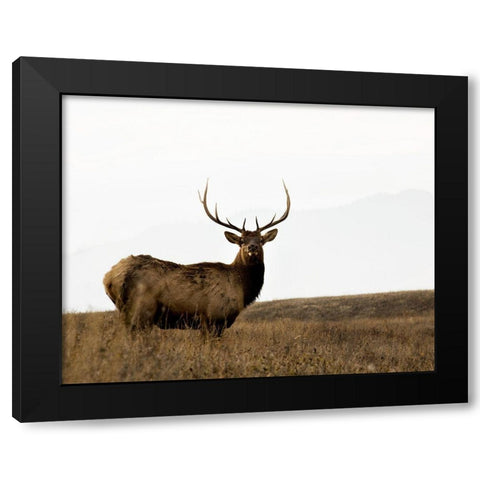 National Bison Range Black Modern Wood Framed Art Print with Double Matting by Delimont, Danita