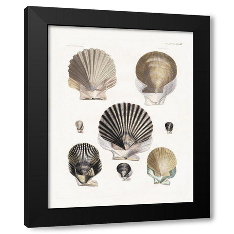Vintage Shell I Black Modern Wood Framed Art Print with Double Matting by Donovan, Kelly